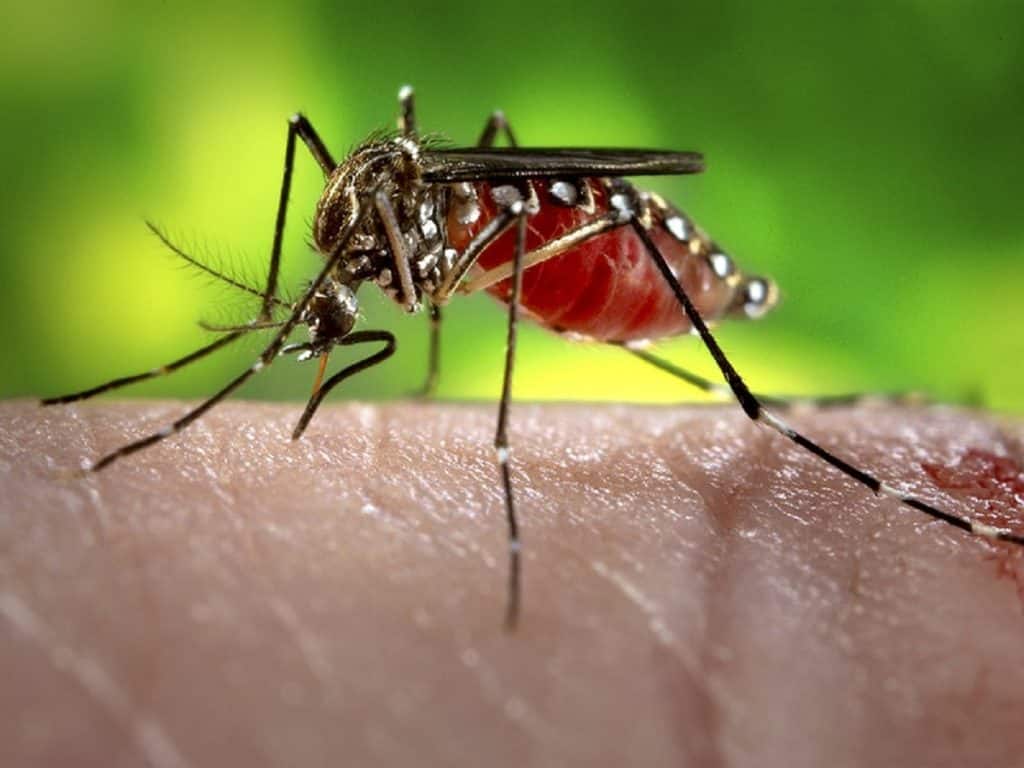 Dengue Stings Capital, Crosses 500 Tally; Know How Fever Clinics Can Help
